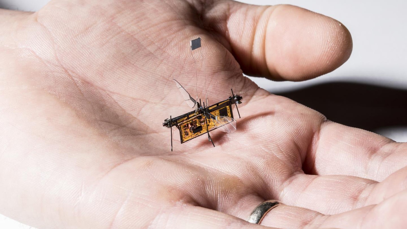 Universidade dos EUA desenvolve primeiro 'robô-mosca' que funciona sem fios