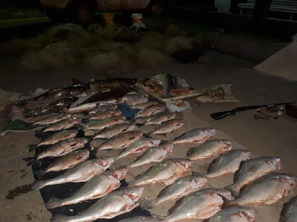 Fiscais apreendem 186 kg de pescado irregular e aplicam multa de R$ 20 mil em MT