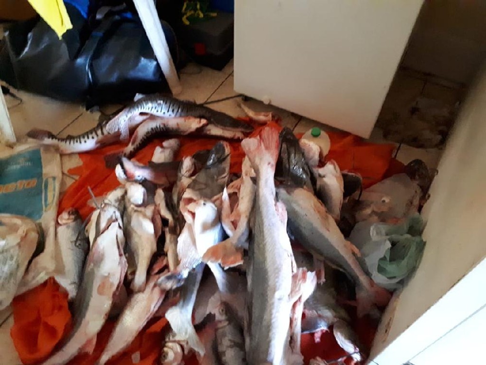 Quase 100 kg de pescado irregular são apreendidos em ação de fiscalização