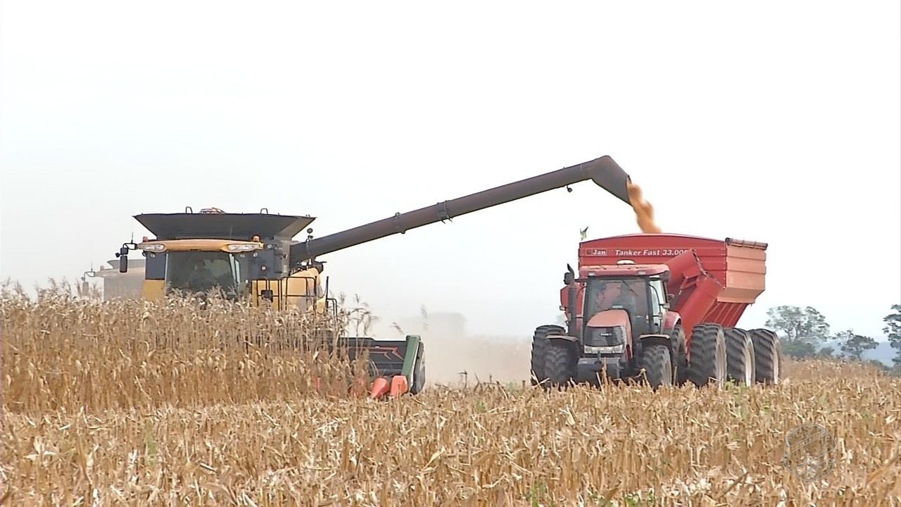 MT tem queda na produção de milho em relação à safra passada