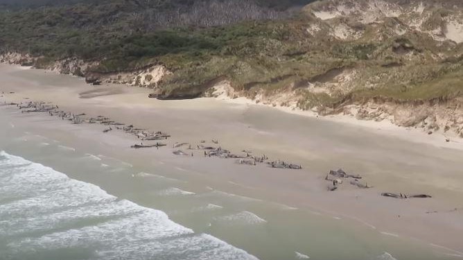 A triste fileira de 145 baleias mortas na Nova Zelândia