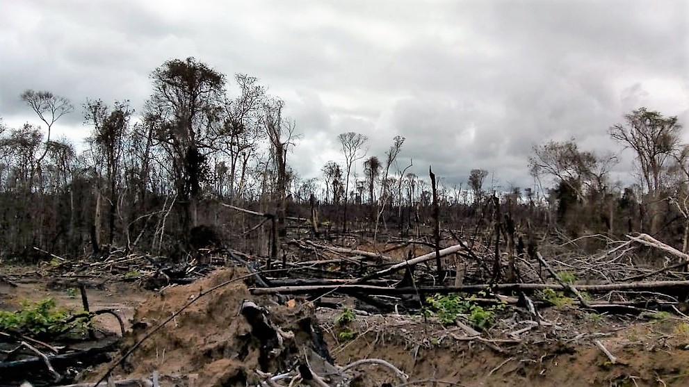 Fazendeiro é multado em R$ 5 milhões por desmatamento ilegal durante operação
