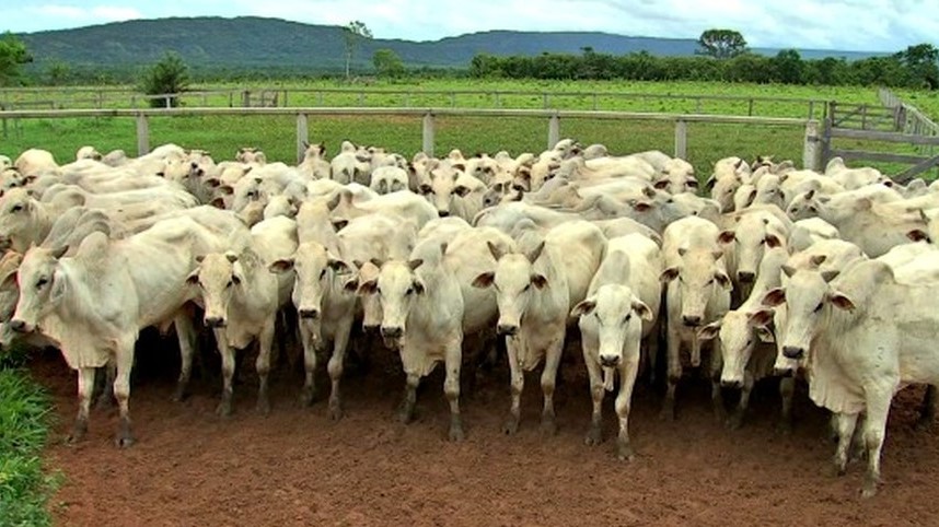 MT abate 5 milhões de cabeças de gado em 2018, cerca de 9% a mais que no ano anterior