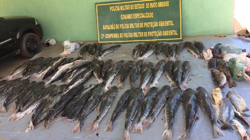 Homem é preso com quase 500 kg de pescado irregular e carne de animais silvestres em MT