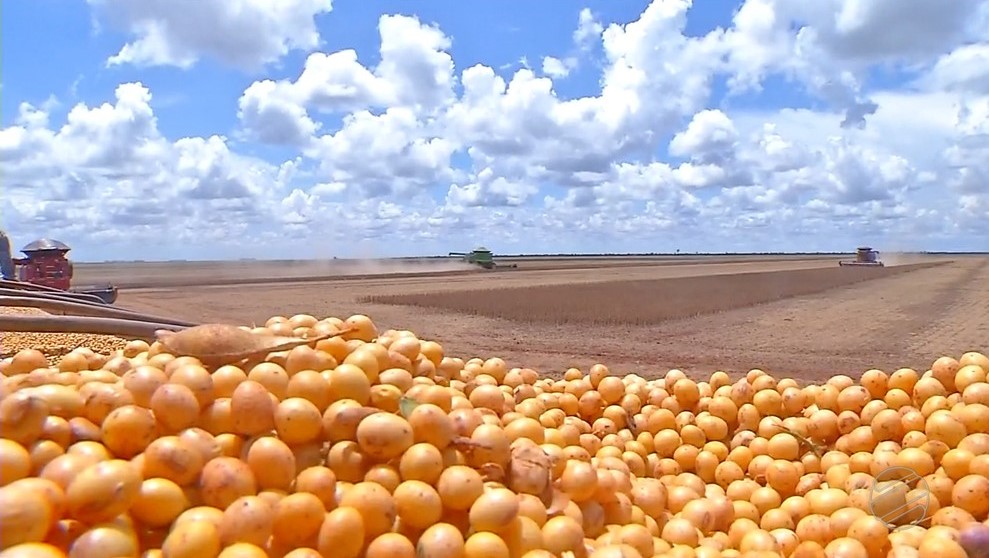 Índios cultivam soja sem agrotóxico em 2,2 mil hectares de lavoura em MT