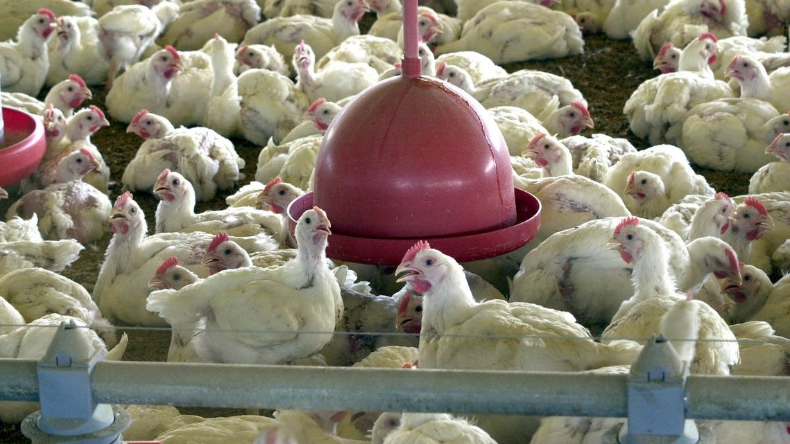 BRF recolhe carne de frango por risco de contaminação por salmonella