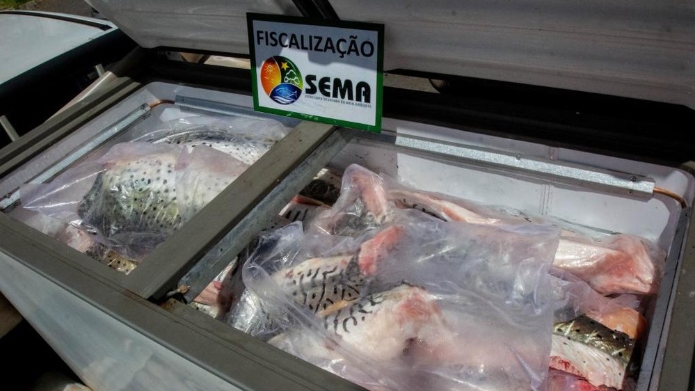 Balanço aponta 8,8 toneladas de peixe apreendidas durante a piracema em MT
