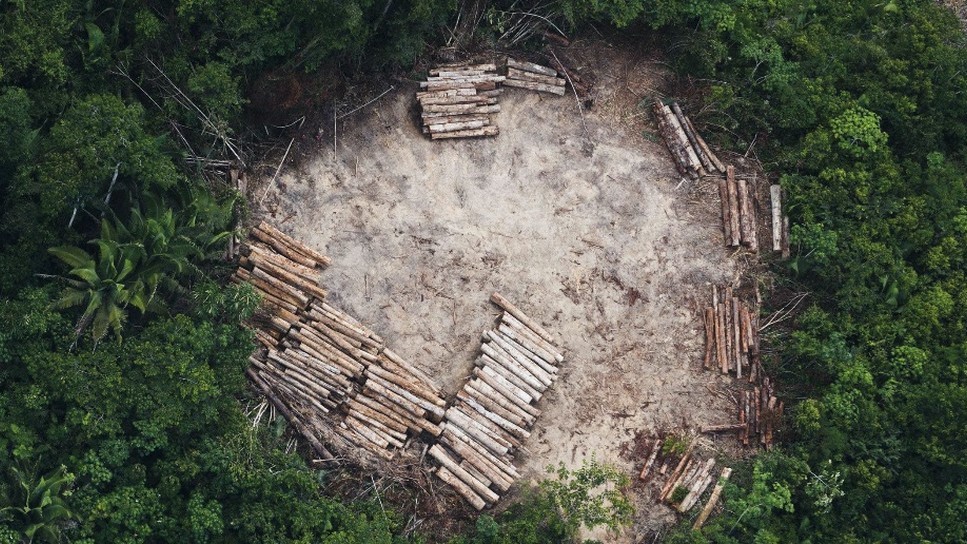 MT tem o 2º maior índice de desmatamento da Amazônia Legal em janeiro de 2019
