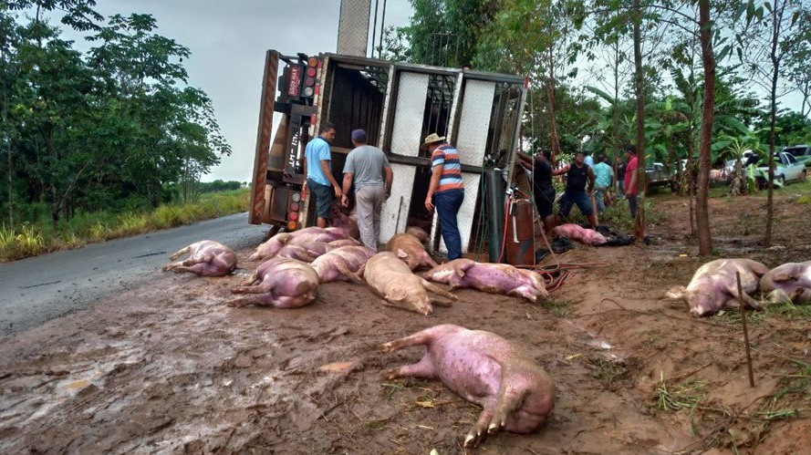 Carreta com mais de 250 porcos tomba e vários animais morrem