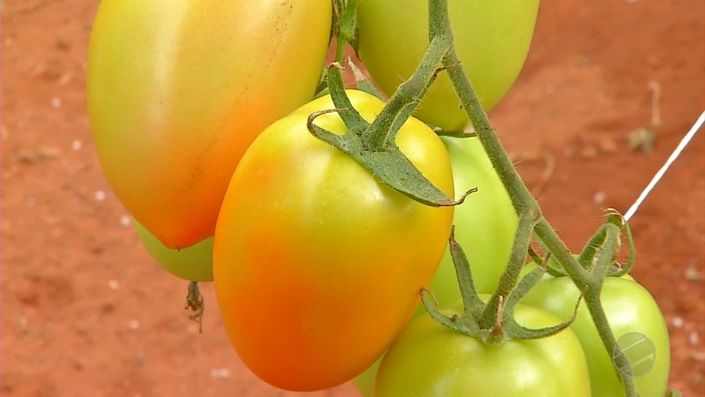 Por ataque de pragas e doenças, quilo do tomate fica 71% mais caro em MT, diz IBGE