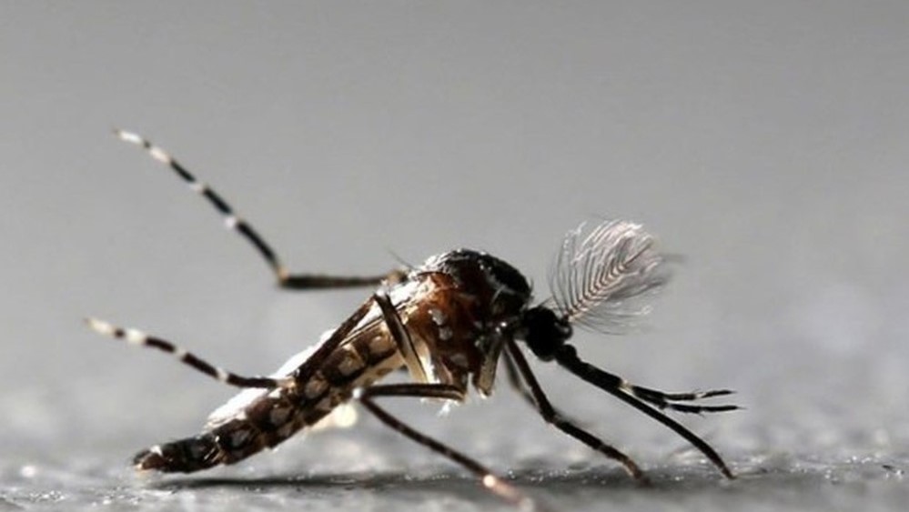 Casos de Chikungunya caem 90% em MT, segundo SES