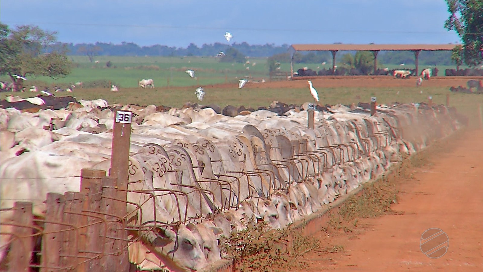 Imea estima que 693 mil cabeças de gado devem ficar em confinamento neste ano em MT