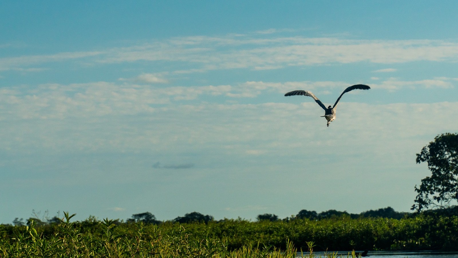 Projetos de lei e 121 hidrelétricas previstas ameaçam a biodiversidade no Pantanal