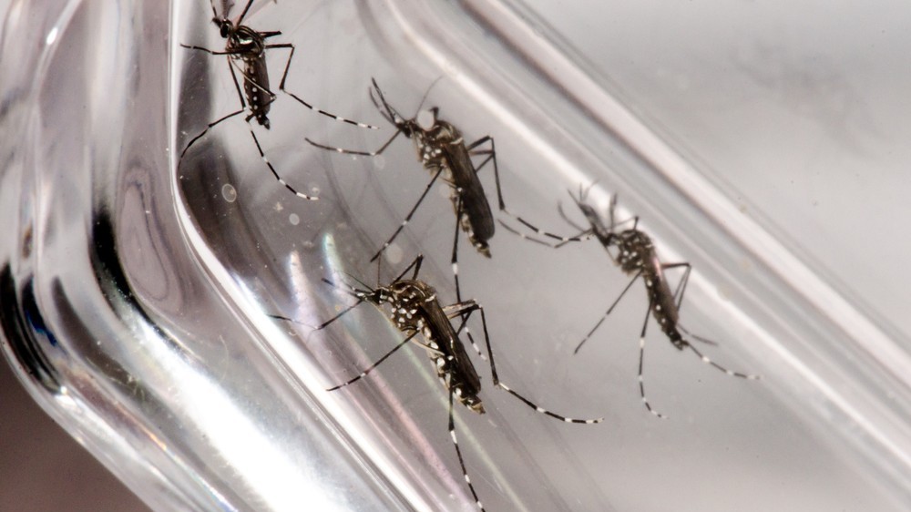 Casos de dengue aumentam 54,8% no 1º semestre de 2019 em comparação com o mesmo período de 2018 em MT
