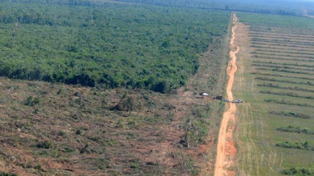 Em MT, 95% do desmatamento é ilegal, segundo ICV