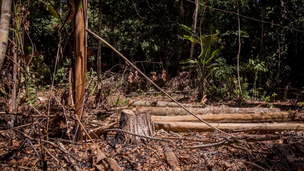 Polícia abre 145 investigações sobre queimadas e desmatamentos entre junho e agosto em Mato Grosso