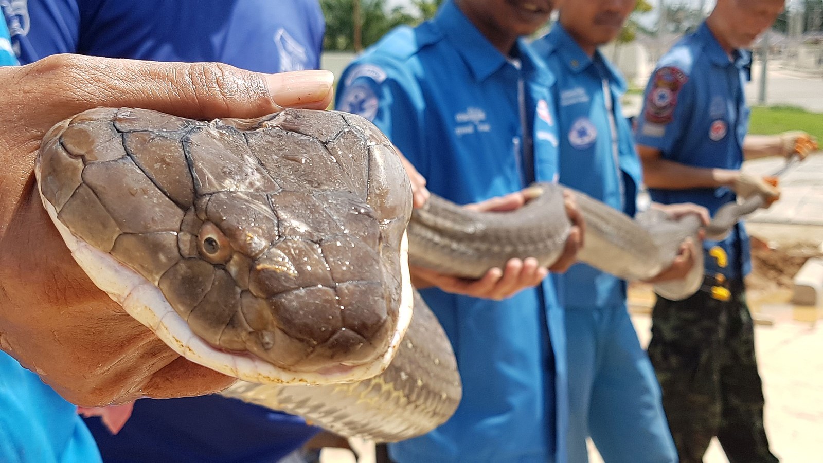 Cobra de 4 metros é capturada em esgoto na Tailândia