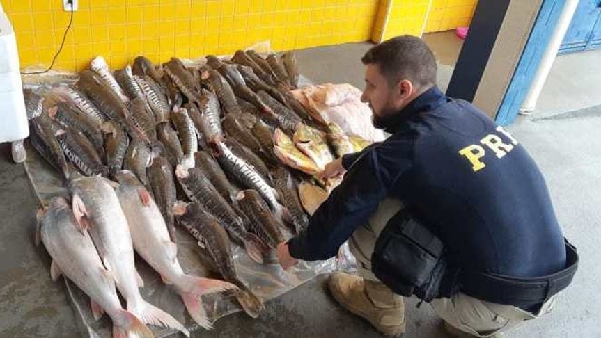 PRF apreende mais de 289 kg de pescado irregular em Pontes e Lacerda