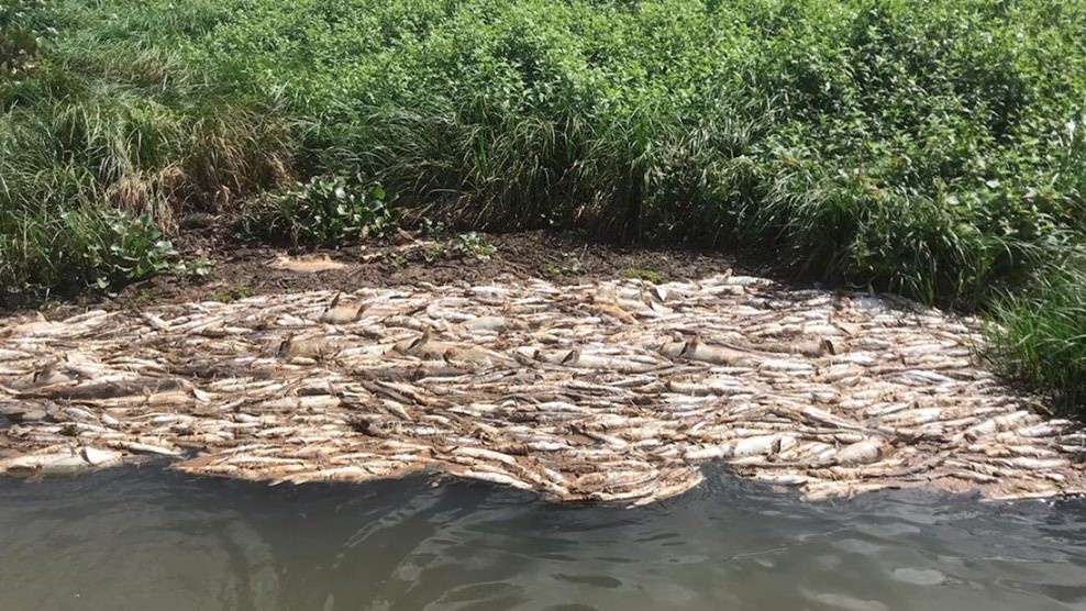 SEMA constata morte de 6 toneladas de peixes entre Itaúba-Sinop e multa usina em R$ 12 milhões