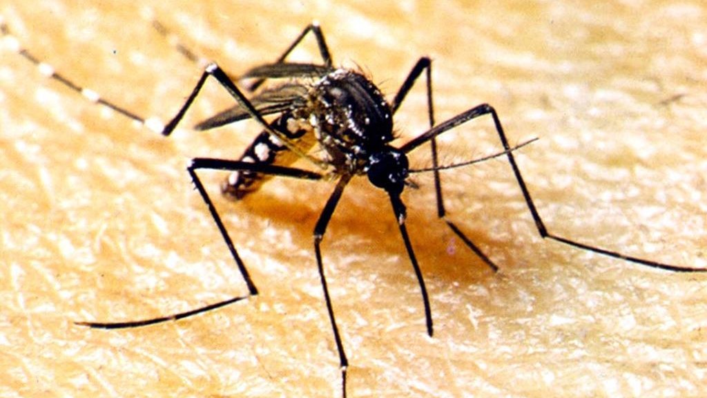 Casos de dengue em MT chegam a 26,5 mil e SES alerta prefeituras