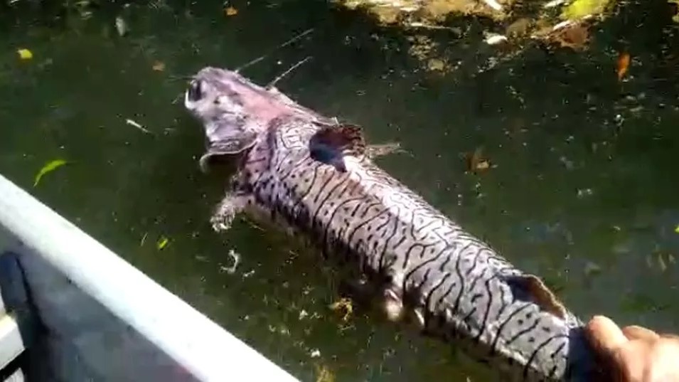 Centenas de peixes são encontrados mortos no Rio Teles Pires
