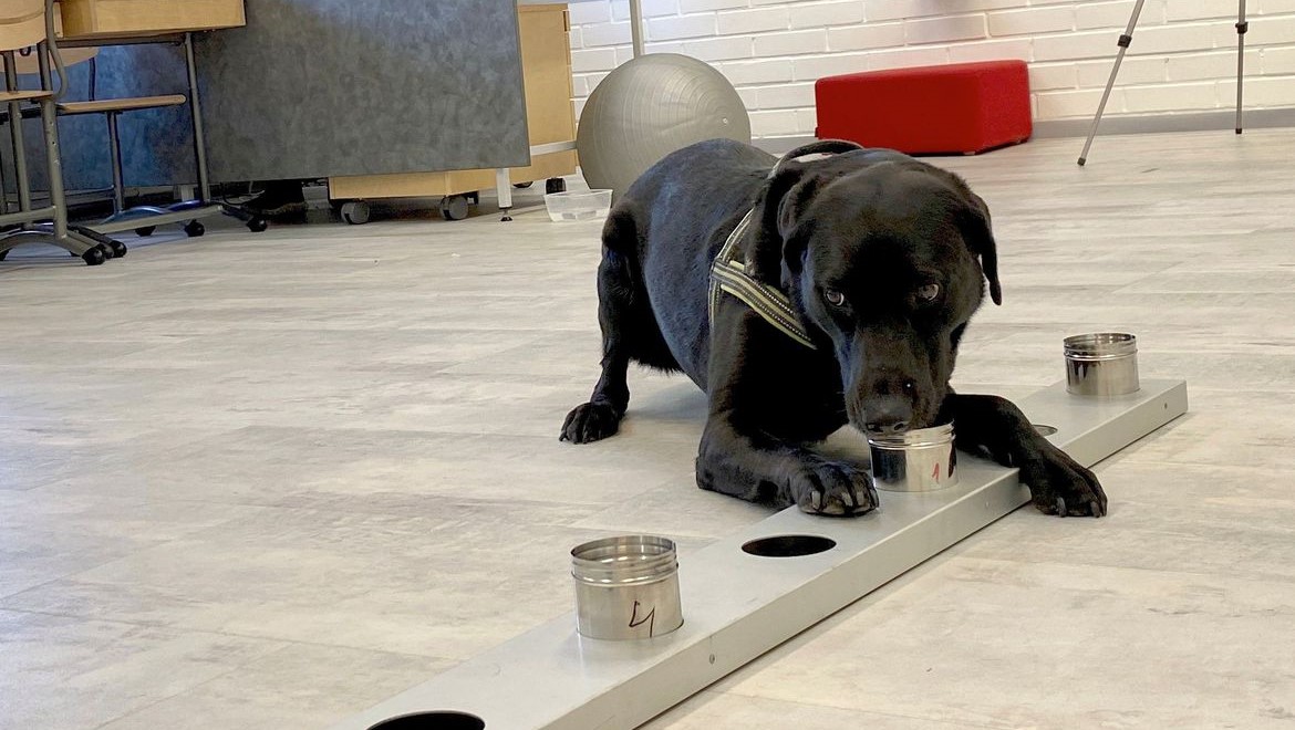 Cães são usados para detectar coronavírus em aeroporto na Finlândia