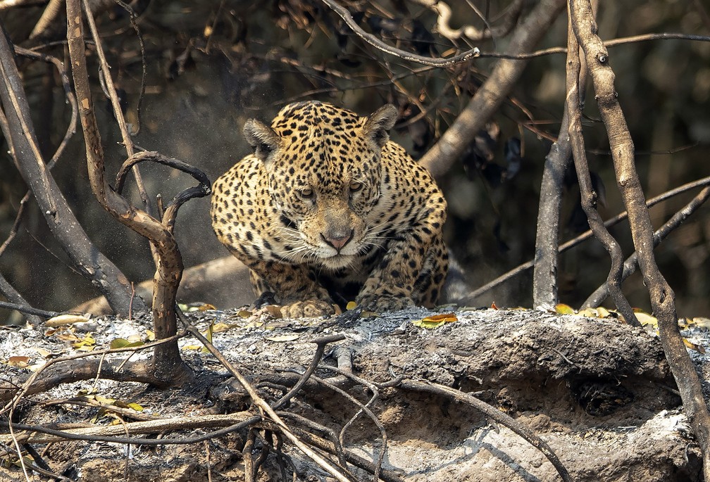 A luta pela sobrevivência do maior felino das Américas em meio às queimadas históricas no Pantanal