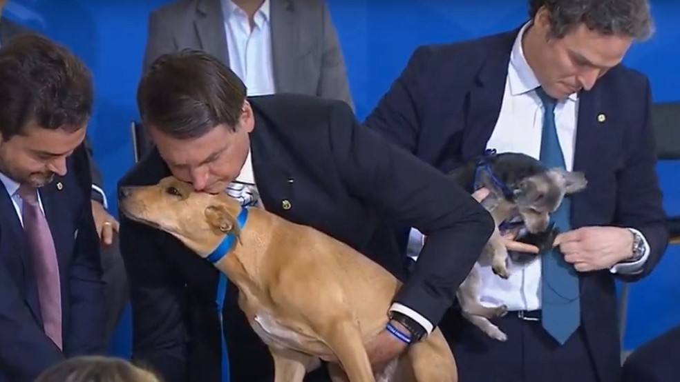 Bolsonaro sanciona lei com pena maior, de até cinco anos, para maus-tratos contra cães ou gatos