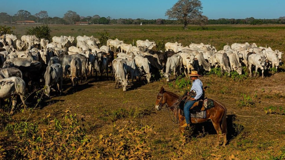 Mato Grosso disponibiliza R$ 160 milhões para recuperação da pecuária do Pantanal