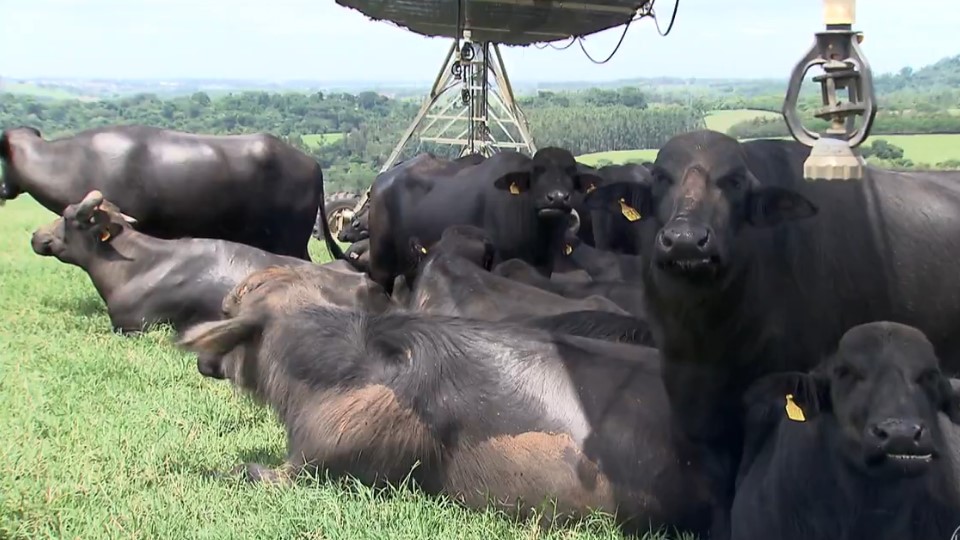 Fazenda investe em tecnologia na produção de leite de búfala