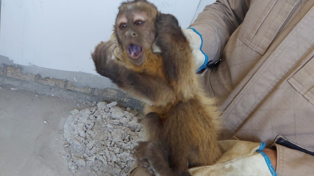 Macaco com corrente no corpo é resgatado em Guarantã do Norte