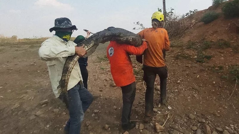 Cerca de 200 jacarés são transportados no Pantanal de MT para evitar canibalismo e mortes