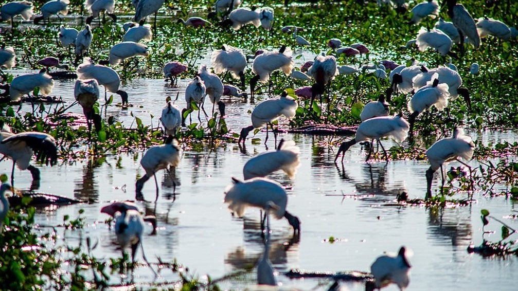 Dia do Pantanal: conheça 5 curiosidades sobre a maior planície alagável do planeta