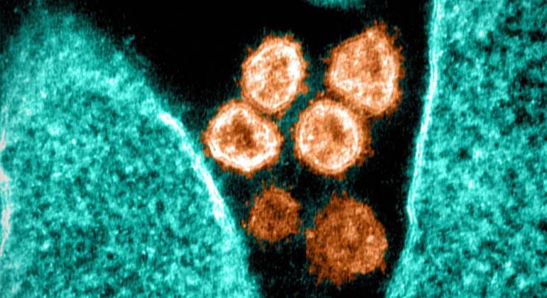 Cientistas descobrem método que impede totalmente a infecção pelo coronavírus