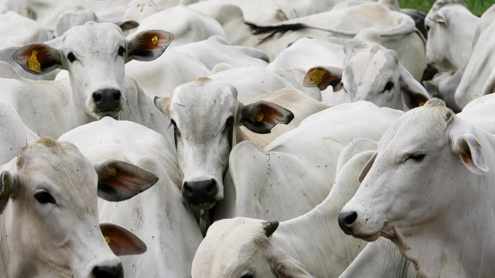 MT lidera exportações de carne bovina no país