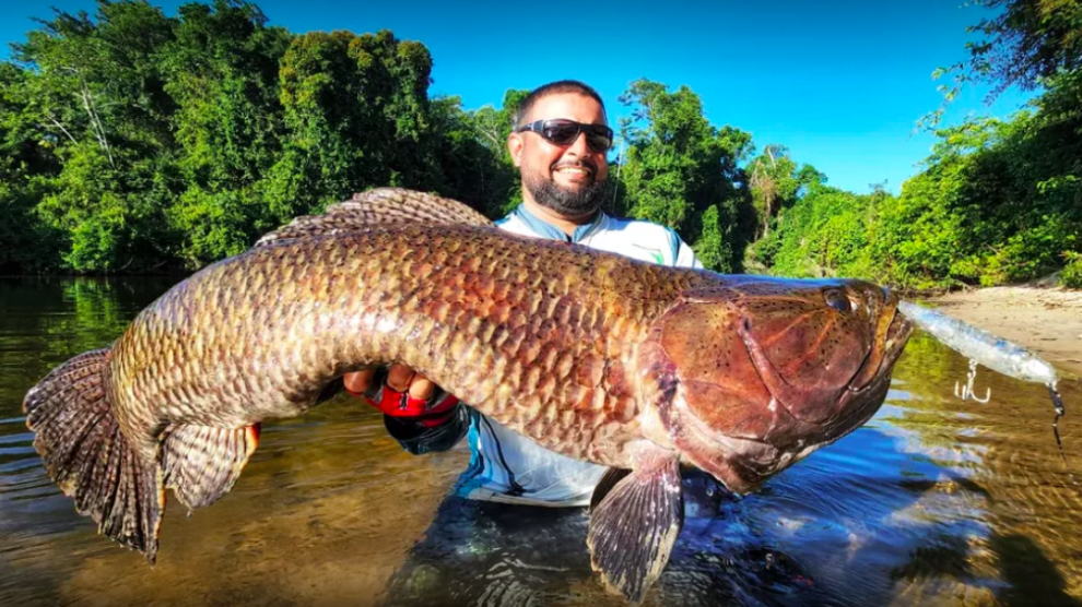 Homem pesca maior “Trairão” do Brasil em Novo Progresso no Pará e quer recorde mundial