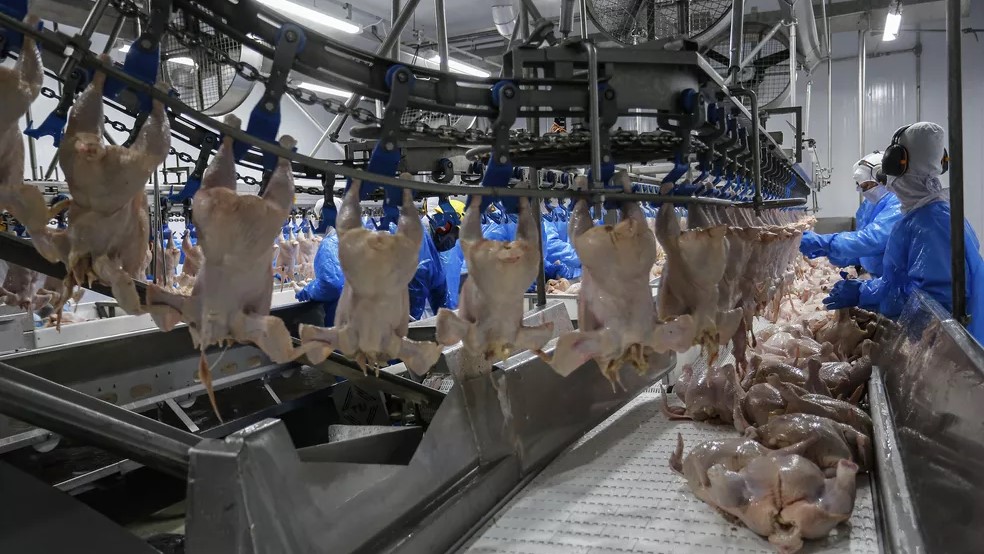 MT registra aumento de 130% nas exportações de carne de frango