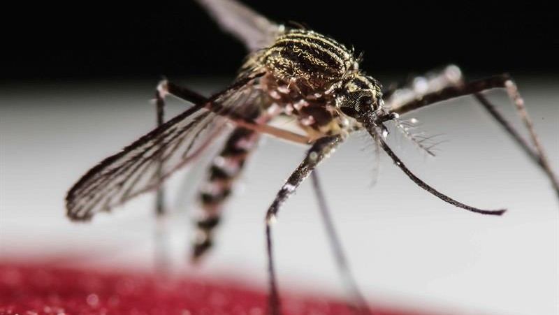 No Ceará, chikungunya matou mais do que a dengue na última década, aponta estudo