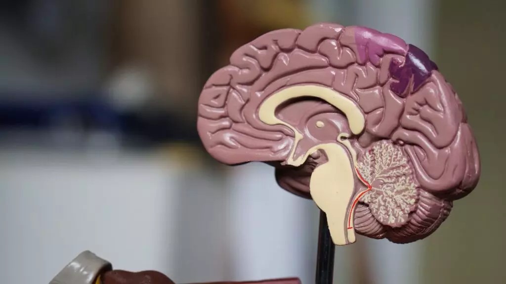 Cientistas dos EUA estudam cérebro de pacientes à beira da morte