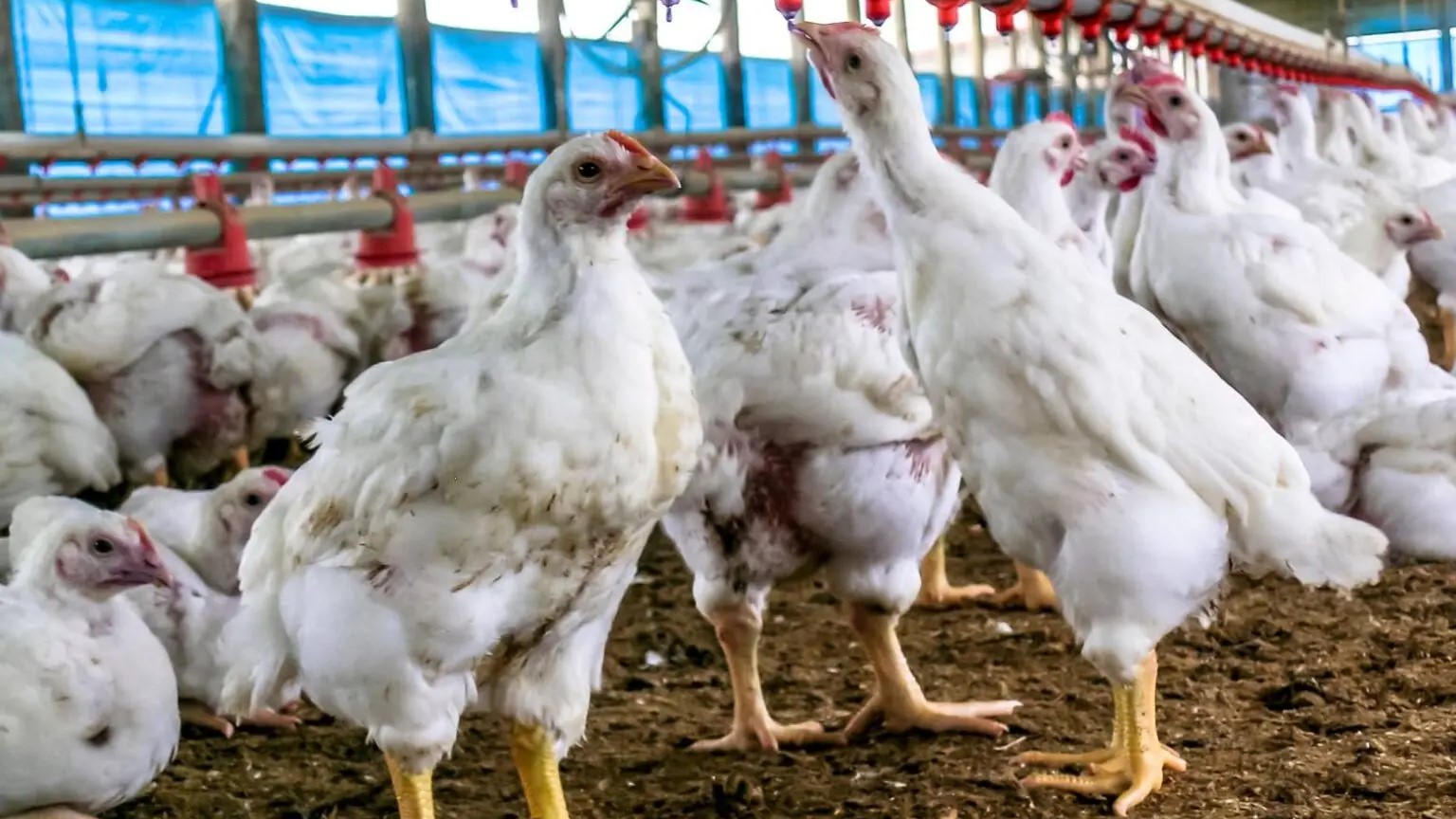 Gripe aviária: nenhum caso registrado em granjas comerciais no Brasil