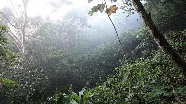 Indígenas denunciam ONGs da Amazônia e revelam esquema