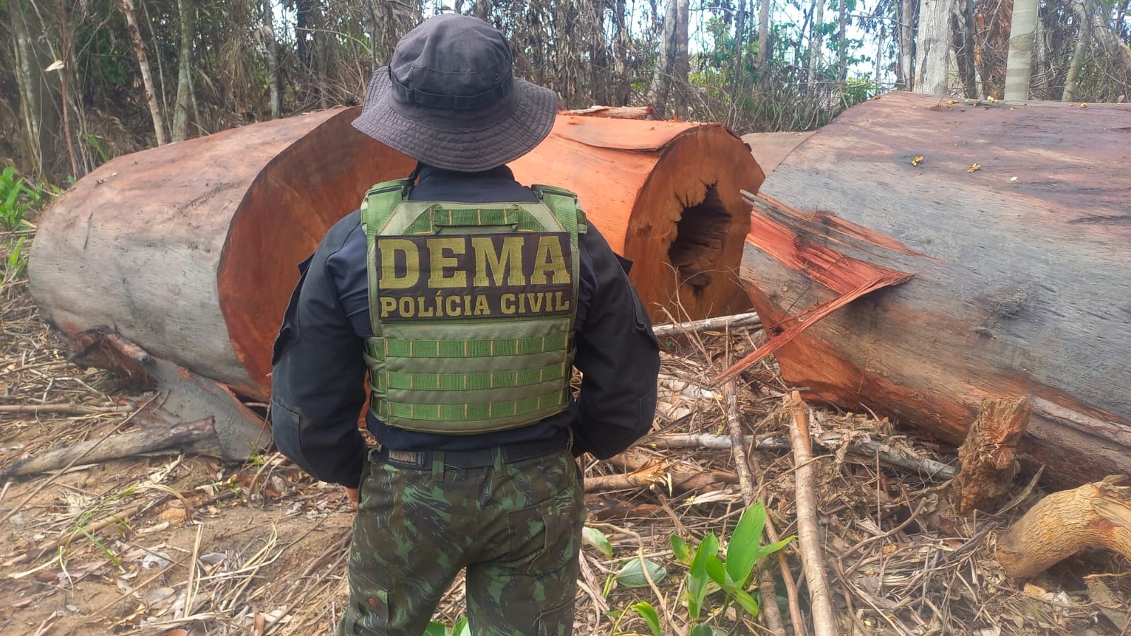 Polícia Civil deflagrou 24 operações de enfrentamento a crimes ambientais em MT