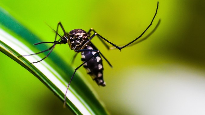 Brasil registra mais de um milhão de casos de dengue em 2024