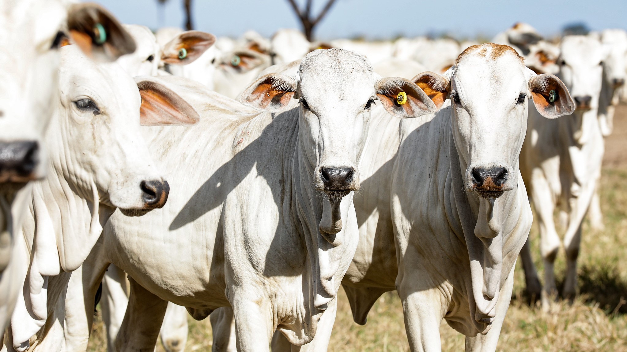 Indea divulga atualização de estoque de bovinos; MT se mantém na liderança com maior rebanho do país